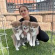 akita kölykök