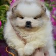 Pomeranian Boo – kölykök