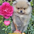 Pomeranian Boo – kölykök