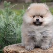 Pomeranian Boo – kölykök