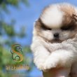 Pomeranian Boo – kölykök