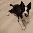 Kan Border Collie kölyök 