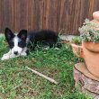 Kan Border Collie kölyök 