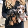 Mini dachshund puppies ready for new Home 