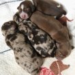 Mini dachshund puppies ready for new Home 
