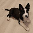 Kan Border Collie kölyök 