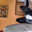 Kan Border Collie kölyök 