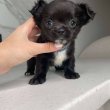 Chihuahua puppies are ready for sale 