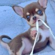 Chihuahua puppies are ready for sale 