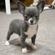 Chihuahua puppies are ready for sale 