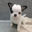 Chihuahua puppies are ready for sale 