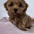 Poodle puppies 