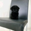 Poodle puppies 