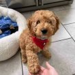 Poodle puppies 