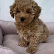 Poodle puppies 