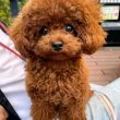 Poodle puppies 