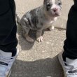 American bully 