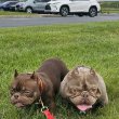 American bully 