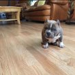 American bully 