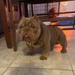 American bully 