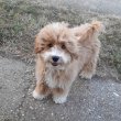 Maltipoo fiú kiskutyák