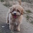 Maltipoo fiú kiskutyák