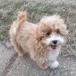 Maltipoo fiú kiskutyák