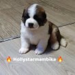 St. Bernáthegyi minőségi fajta tiszta kiskutyák 