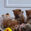 Shiba inu kislány kiskutyák gazdisodnának 