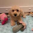 Maltipoo kisfiú Gazdisodna Toy uszkár apa 