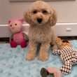 Maltipoo kisfiú Gazdisodna Toy uszkár apa 