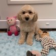 Maltipoo kisfiú Gazdisodna Toy uszkár apa 