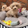 Maltipoo fiú Gazdiját várja Toy uszkár apa 