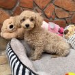Maltipoo fiú Gazdiját várja Toy uszkár apa 