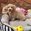 Maltipoo fiú Gazdiját várja Toy uszkár apa 
