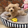 Maltipoo fiú Gazdiját várja Toy uszkár apa 