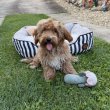 Maltipoo fiú baba Toy uszkár apától 