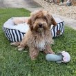Maltipoo fiú baba Toy uszkár apától 