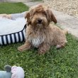 Maltipoo fiú baba Toy uszkár apától 
