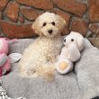 Picike méretű Maltipoo fiú  Toy Uszkár apa 