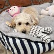 Picike méretű Maltipoo fiú  Toy Uszkár apa 