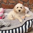 Picike méretű Maltipoo fiú  Toy Uszkár apa 