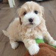 Maltipoo kislányok eladóak