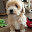 Maltipoo kislányok eladóak