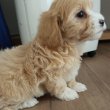Maltipoo kislányok eladóak