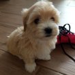 Maltipoo kislányok eladóak