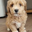 Maltipoo kisfiúk eladóak