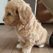 Maltipoo kisfiúk eladóak