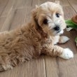 Maltipoo kisfiúk eladóak