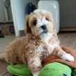Maltipoo kisfiúk eladóak